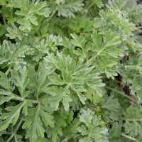 artemisia_absinthium3bmd (Artemisia absinthium)