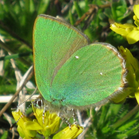 callophrys_rubi4mv (Callophrys rubi)