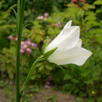 campanula_persicifolia4md