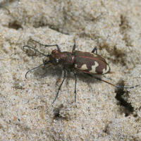 cicindela_maritima3bd (Cicindela maritima)