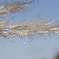 cortaderia_selloana5md (Cortaderia selloana)