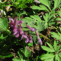 corydalis_solida1bmv (Corydalis solida)