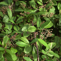 Cotoneaster_franchetii