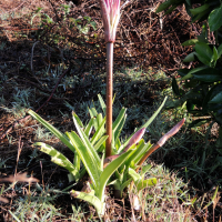 Crinum firmifolium (Crinum)