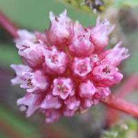 cuscuta_europaea3md (Cuscuta europaea)