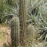 Echinopsis chilensis (Echinopsis, Quisco)