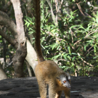 eulemur_fulvus_rufus3bd (Eulemur fulvus ssp. rufus)