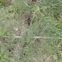 Ferula communis ssp. glauca (Férule glauque)