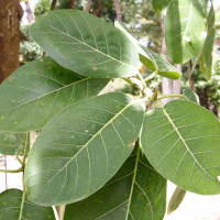 ficus_nymphaeifolia2md