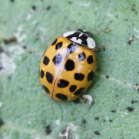 harmonia_axyridis4md