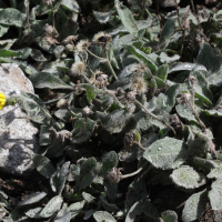 Hieracium lawsonii (Épervière de Lawson)