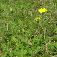 hieracium_pilosella3md