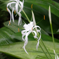 hymenocallis_littoralis2md