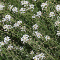 lobularia_maritima7md