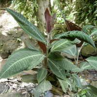 miconia_calvescens3md