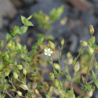 minuartia_hybrida2bd