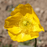 papaver_alpinum_alpinum2md