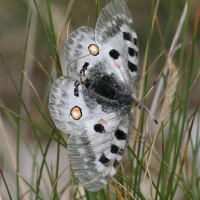 parnassius_apollo4sd