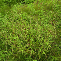 Persicaria hydropiper (Poivre d'eau)