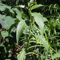 persicaria_senegalensis3md