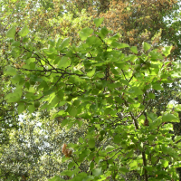 Prunus armeniaca (Abricotier)