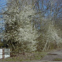 Prunus_cerasifera