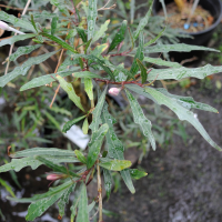Pseuderanthemum longifolium (Pseuderanthemum)