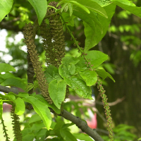 pterocarya_fraxinifolia5amd