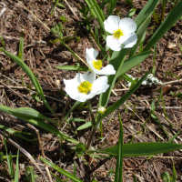 ranunculus_pyrenaeus3gv