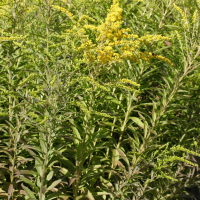 Solidago rugosa (Solidage rugueux)