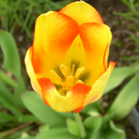 tulipa_gesneriana3md (Tulipa gesneriana)