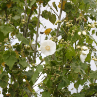 Abutilon vitifolium (Abutilon à feuille de vigne)