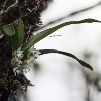 angraecum_bracteosum2bd