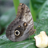 caligo_memnon2bmd (Caligo telamonius ssp. memnon)