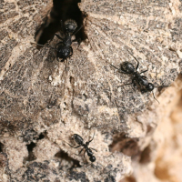 camponotus_vagus3md