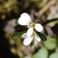 cardamine_hirsuta5md (Cardamine hirsuta)