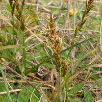 carex_arenaria2bmd (Carex arenaria)