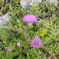 cirsium_acaulon3md (Cirsium acaulon)