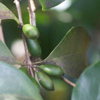 coffea_mauritiana2md (Coffea mauritiana)