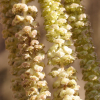 corylus_avellana3bmd (Corylus avellana)