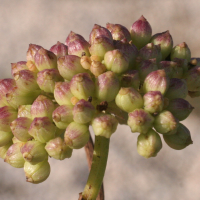 crithmum_maritimum6bmd (Crithmum maritimum)