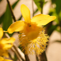 dendrobium_brymerianum3md (Dendrobium brymerianum)