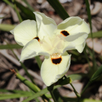 dietes_bicolor2md (Dietes bicolor)