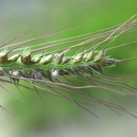 echinochloa_crus-galli2bmd (Echinochloa crus-galli)