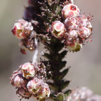 erica_galioides4md (Erica galioides)