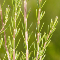 erica_scoparia5md (Erica scoparia)