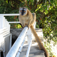 eulemur_fulvus_mayottensis6md (Eulemur fulvus ssp. mayottensis)