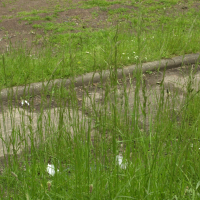 Festuca arundinacea (Fétuque roseau)