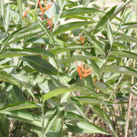 Heliconia acuminata (Heliconia, Heliconie, Balisier)