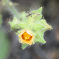 hibiscus_vitifolius2md